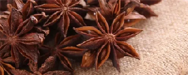 八角是种子还是果实