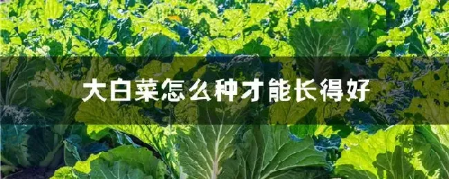 大白菜怎么种才能长得好