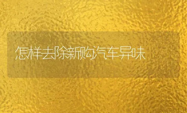 怎样去除新购汽车异味 | 养殖资料投稿