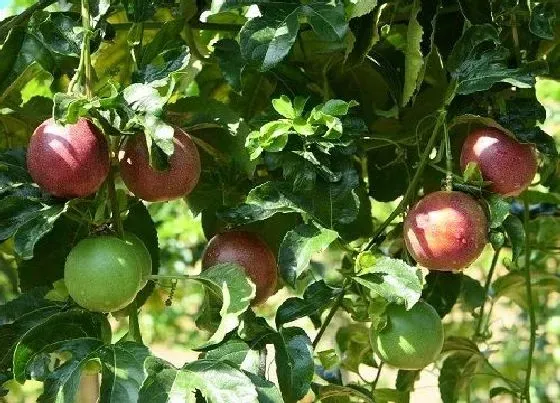 种菜|阳台种百香果怎样才能结果多 最佳种植方法