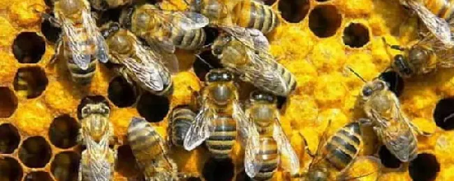 中蜂怎样合并蜂群最简单？