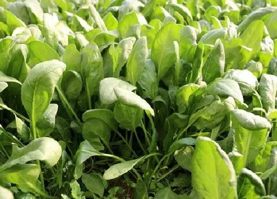 种菜|南方冬天适合种什么蔬菜