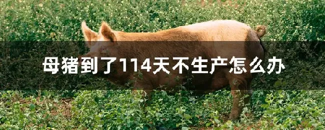 母猪到了114天不生产怎么办