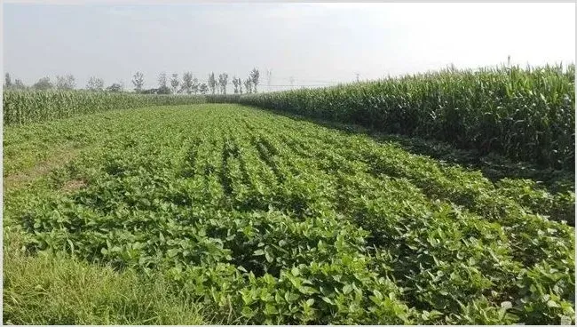 哪些野菜种植前景好 | 养殖项目前景
