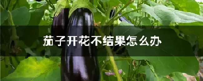 茄子开花不结果怎么办