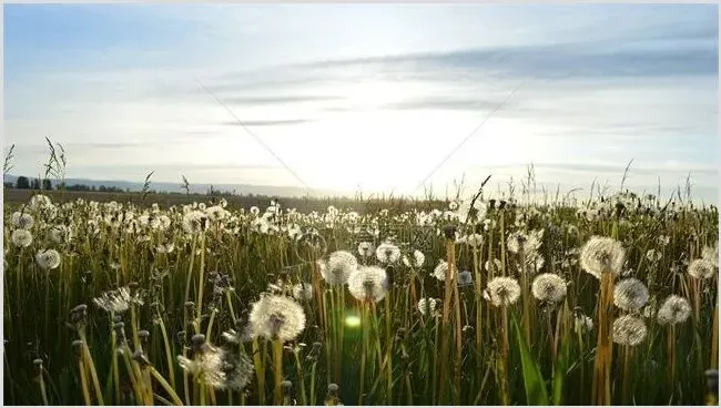 哪些野菜种植前景好 | 养殖项目前景