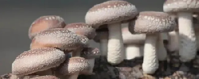 食用菌组织分离与孢子分离制种有何区别食用菌组织分离法的优缺点
