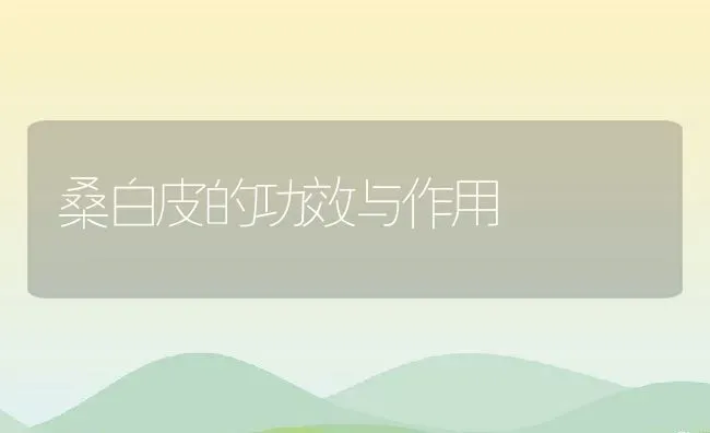 桑白皮的功效与作用 | 养殖资料投稿