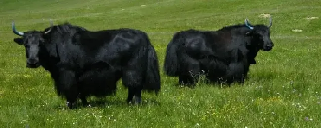 一头耗牛可以卖多少耗牛肉和牛肉有什么区别