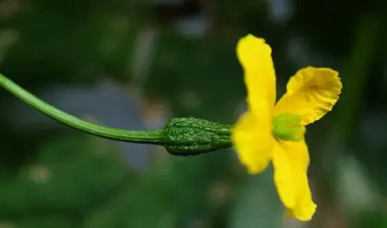 野西瓜花的功效与作用
