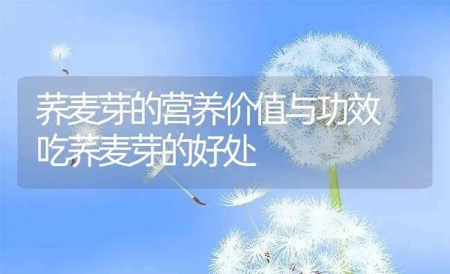 荞麦芽的营养价值与功效 吃荞麦芽的好处 | 养殖资料投稿