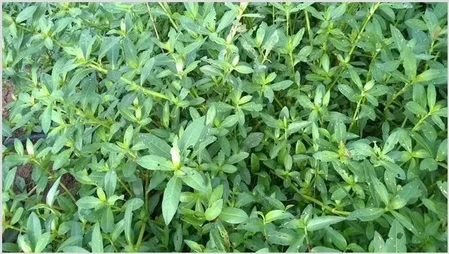 哪些野菜种植前景好 | 养殖项目前景