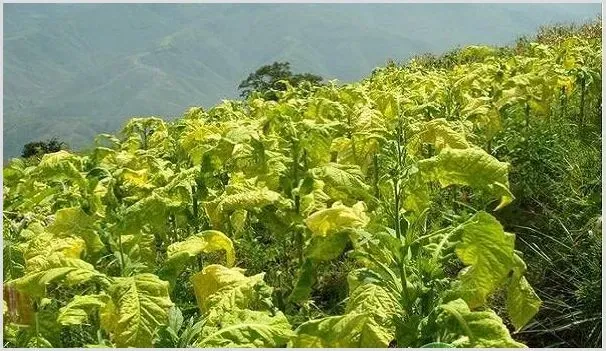 农村有前景的种植项目有哪些？这四种特色种植值得考虑！ | 养殖什么赚钱