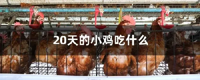 20天的小鸡吃什么