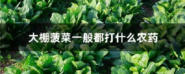 大棚菠菜一般都打什么农药