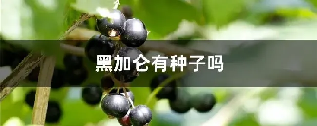 黑加仑有种子吗