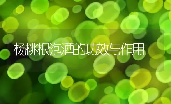 杨桃根泡酒的功效与作用 | 养殖资料投稿