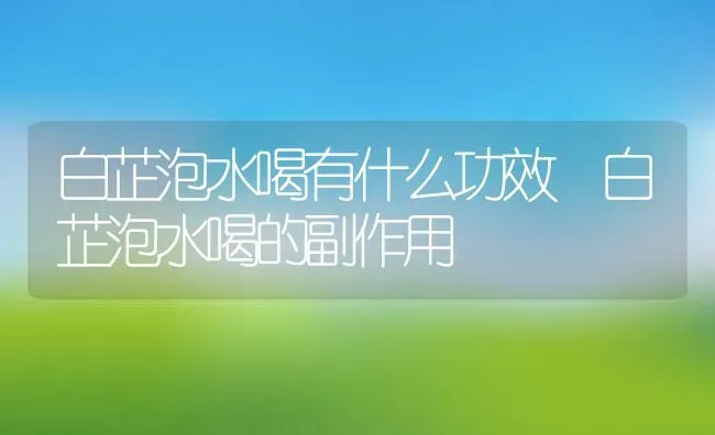 白芷泡水喝有什么功效 白芷泡水喝的副作用 | 养殖资料投稿