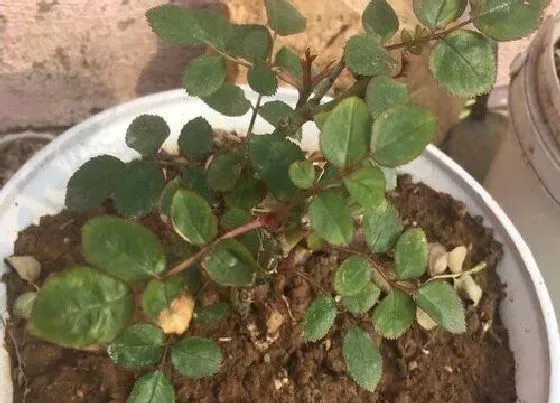 养花|阳台适合种什么花