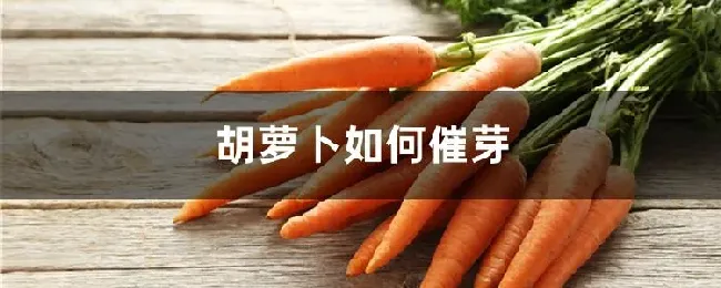 胡萝卜如何催芽