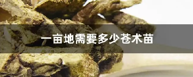 一亩地需要多少苍术苗
