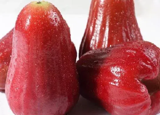 蔬菜|莲雾是水果还是蔬菜