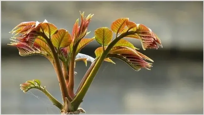 哪些野菜种植前景好 | 养殖项目前景