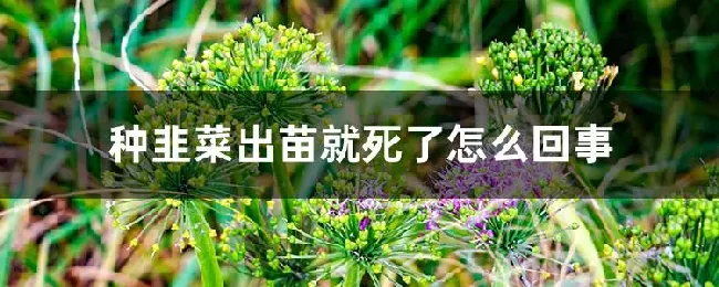 种韭菜出苗就死了怎么回事