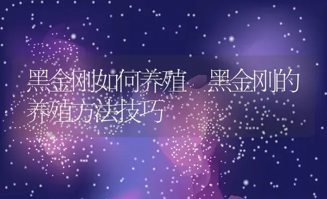 黑金刚如何养殖 黑金刚的养殖方法技巧 | 养殖资料投稿