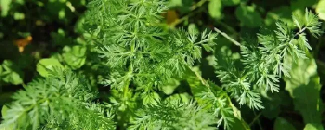 小茴香苗的功效与作用 有哪些禁忌