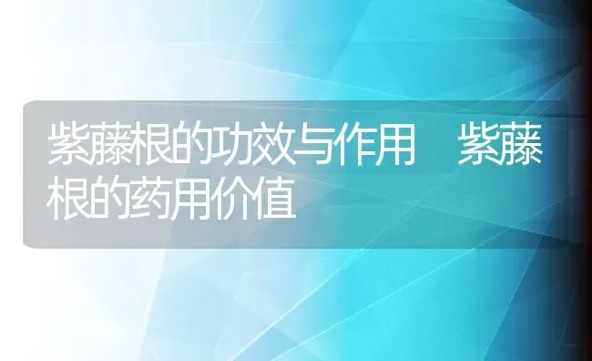 紫藤根的功效与作用 紫藤根的药用价值 | 养殖资料投稿