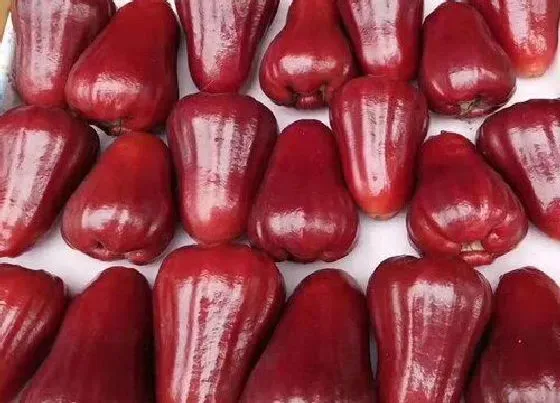 蔬菜|莲雾是水果还是蔬菜