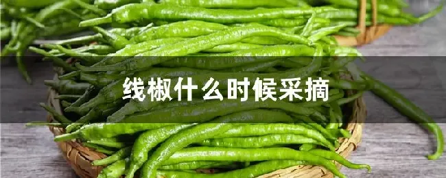 线椒什么时候采摘