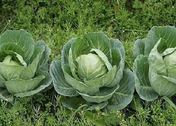 种菜|南方冬天适合种什么蔬菜