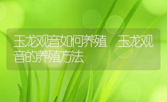 玉龙观音如何养殖 玉龙观音的养殖方法 | 养殖资料投稿