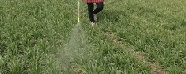 打除草剂的最佳时间，小麦封闭除草剂有哪些