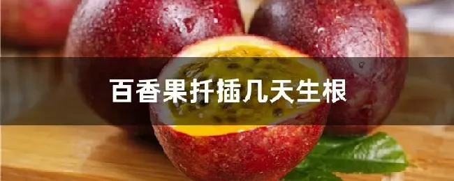 百香果扦插几天生根