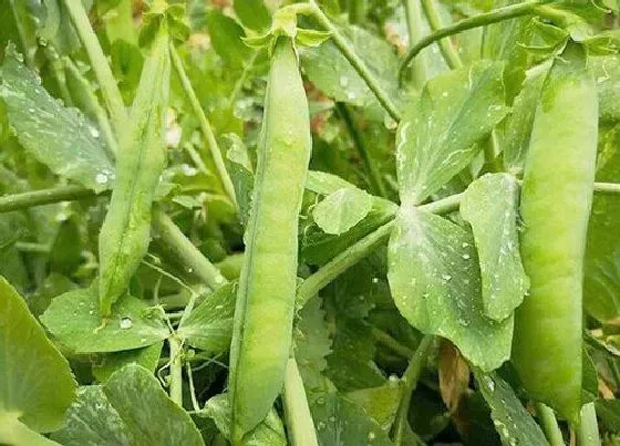 种植前景|豌豆亩产量多少斤