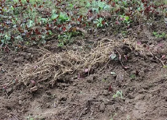 种植前景|种植折耳根赚钱吗 种植成本与利润