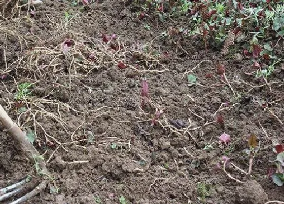 种植前景|种植折耳根赚钱吗 种植成本与利润