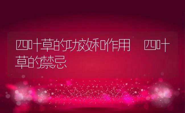 四叶草的功效和作用 四叶草的禁忌 | 养殖资料投稿