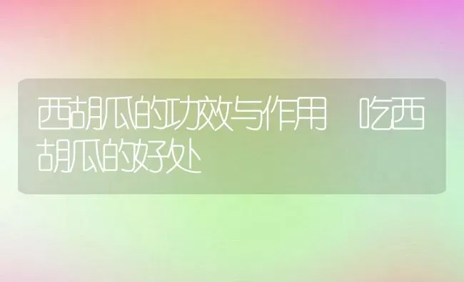 西胡瓜的功效与作用 吃西胡瓜的好处 | 养殖资料投稿