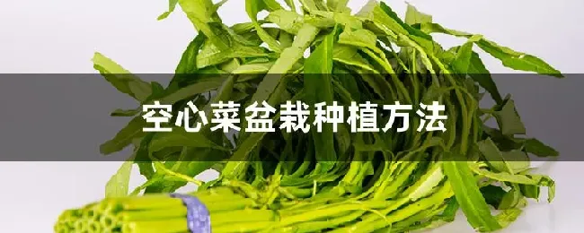 空心菜盆栽种植方法