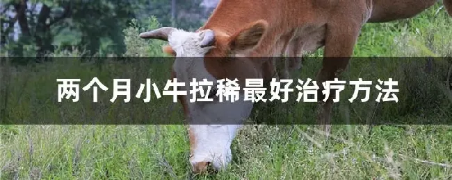 两个月小牛拉稀最好治疗方法
