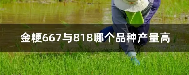 金粳667与818哪个品种产量高