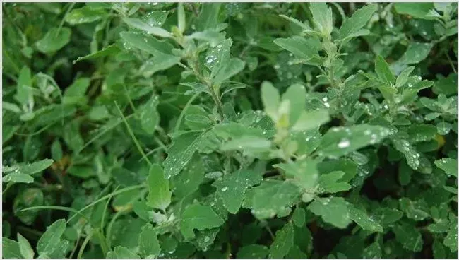 哪些野菜种植前景好 | 养殖项目前景