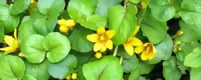 报春花科金钱草又叫什么?