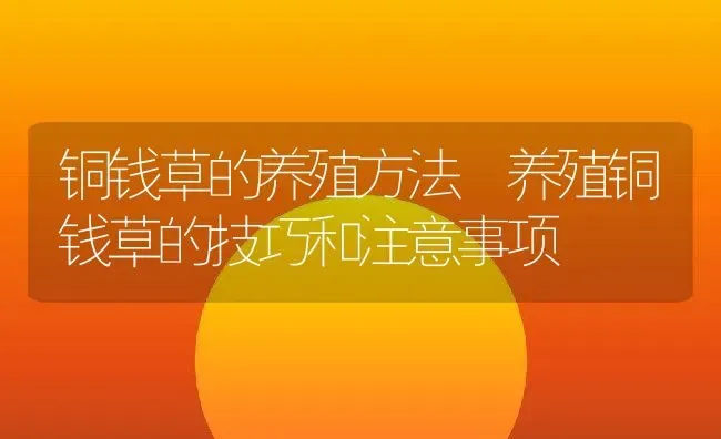 铜钱草的养殖方法 养殖铜钱草的技巧和注意事项 | 养殖资料投稿