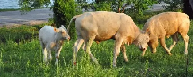 新生牛犊抽搐背脖子怎么办新生牛犊能承受零下多少度