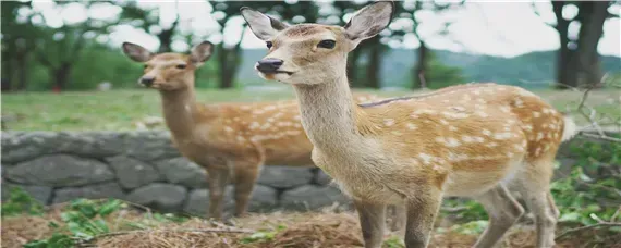 梅花鹿吃什么食物为主